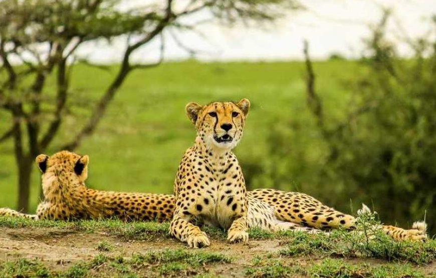 6 Days 5 nights Lake Manyara, Ngorongoro Crater and Serengeti