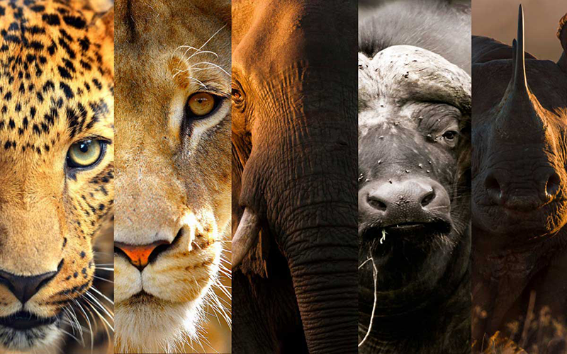 Big 5 Adventure Northern and Zanzibar Holiday Package